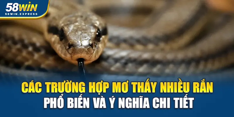 cac-truong-hop-mo-thay-nhieu-ran-pho-bien-va-y-nghia-chi-tiet