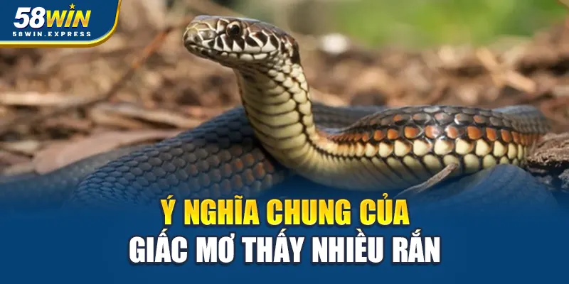y-nghia-chung-cua-giac-mo-thay-nhieu-ran