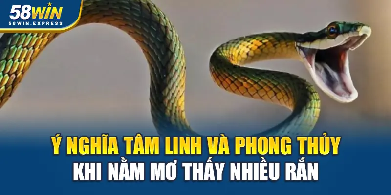y-nghia-tam-linh-va-phong-thuy-khi-nam-mo-thay-nhieu-ran